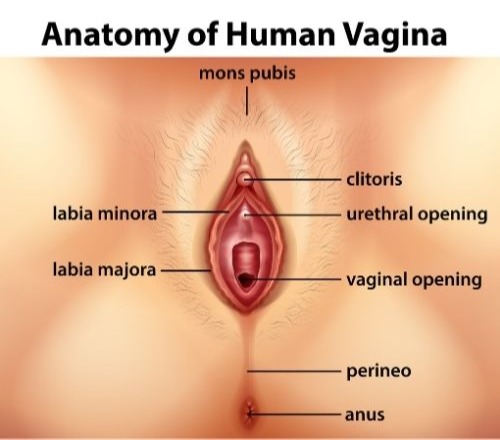 Anatomy of Human Vagina