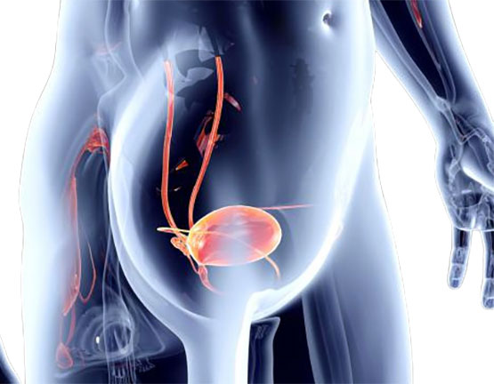 Placement of the bladder in the human body