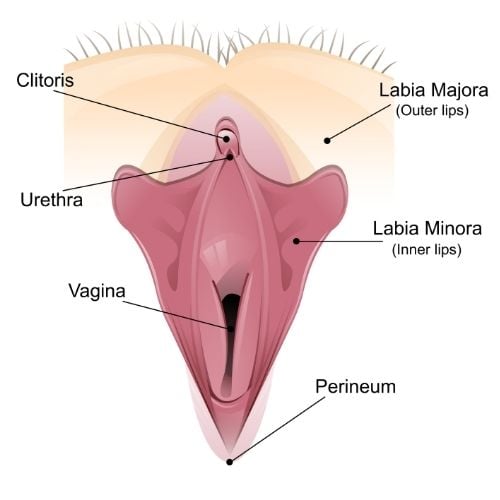 Clitoris Diagram