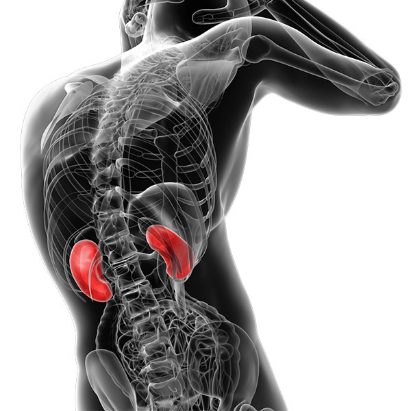 Placement of kidneys in the human body