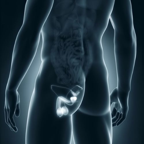 Want to Know More About Your Prostate?