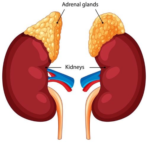What is an adrenalectomy Andrenaline glands kidney diagram 500x500